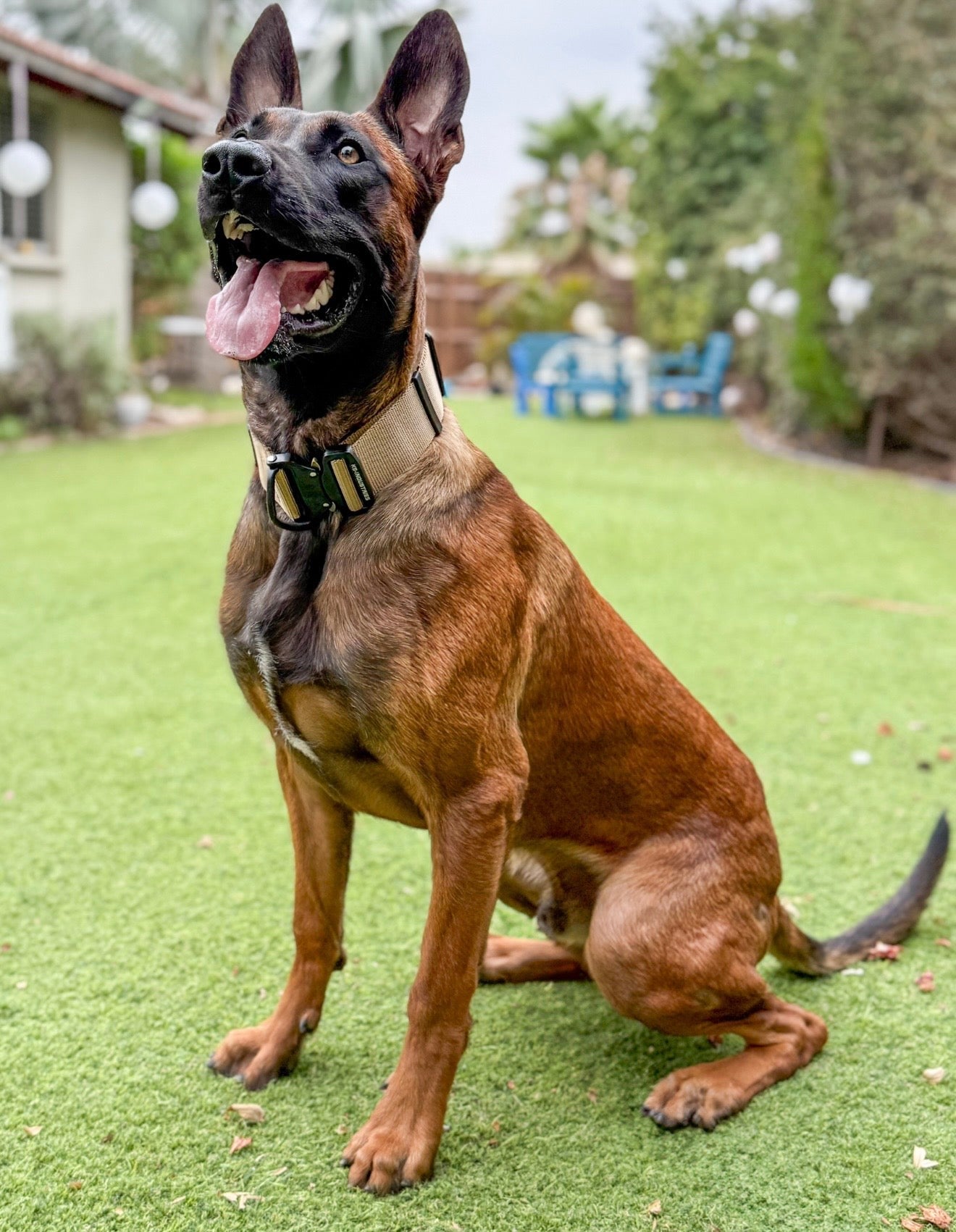 Black K9 tactical nylon collar for Belgian Malinois