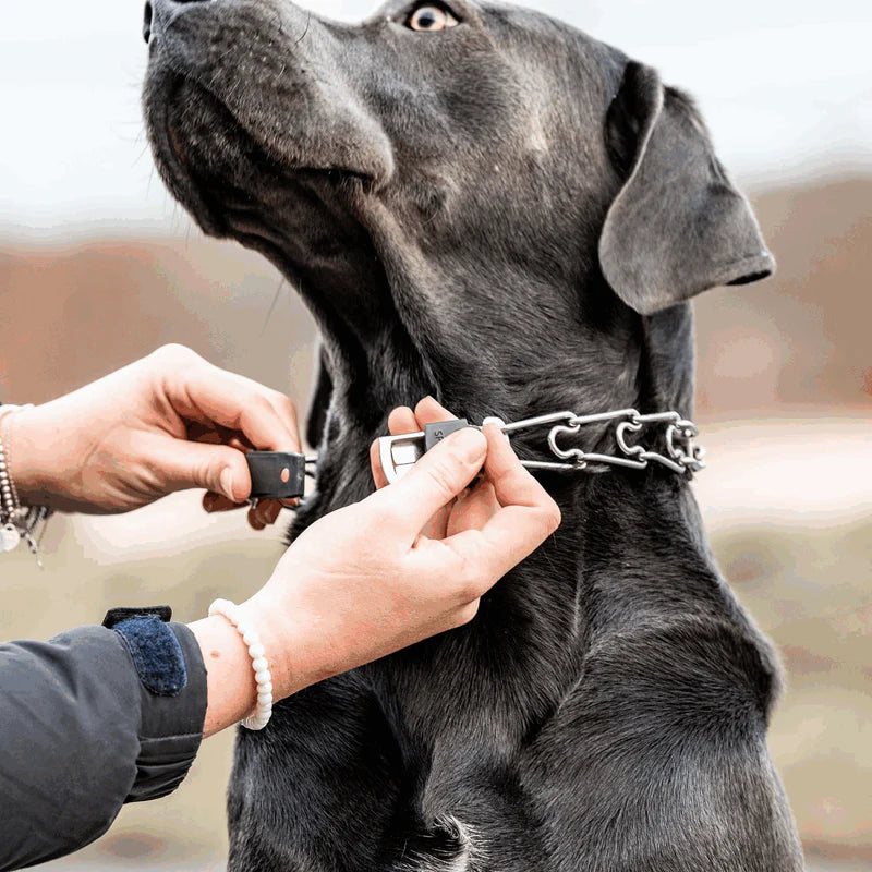 The Stainless Steel ClicLock - for use with Prong Collars