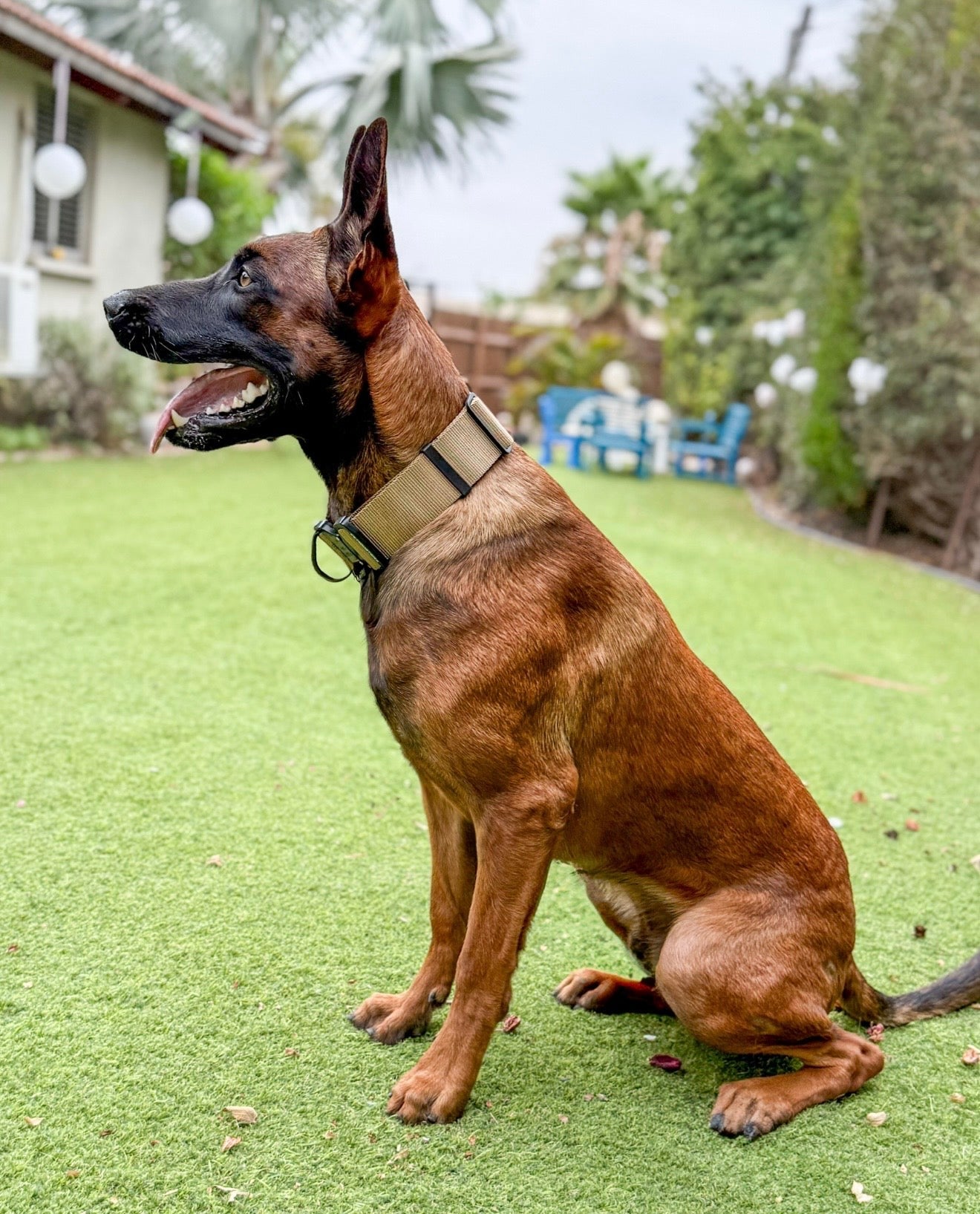 Durable Belgian Malinois tactical collar with handle