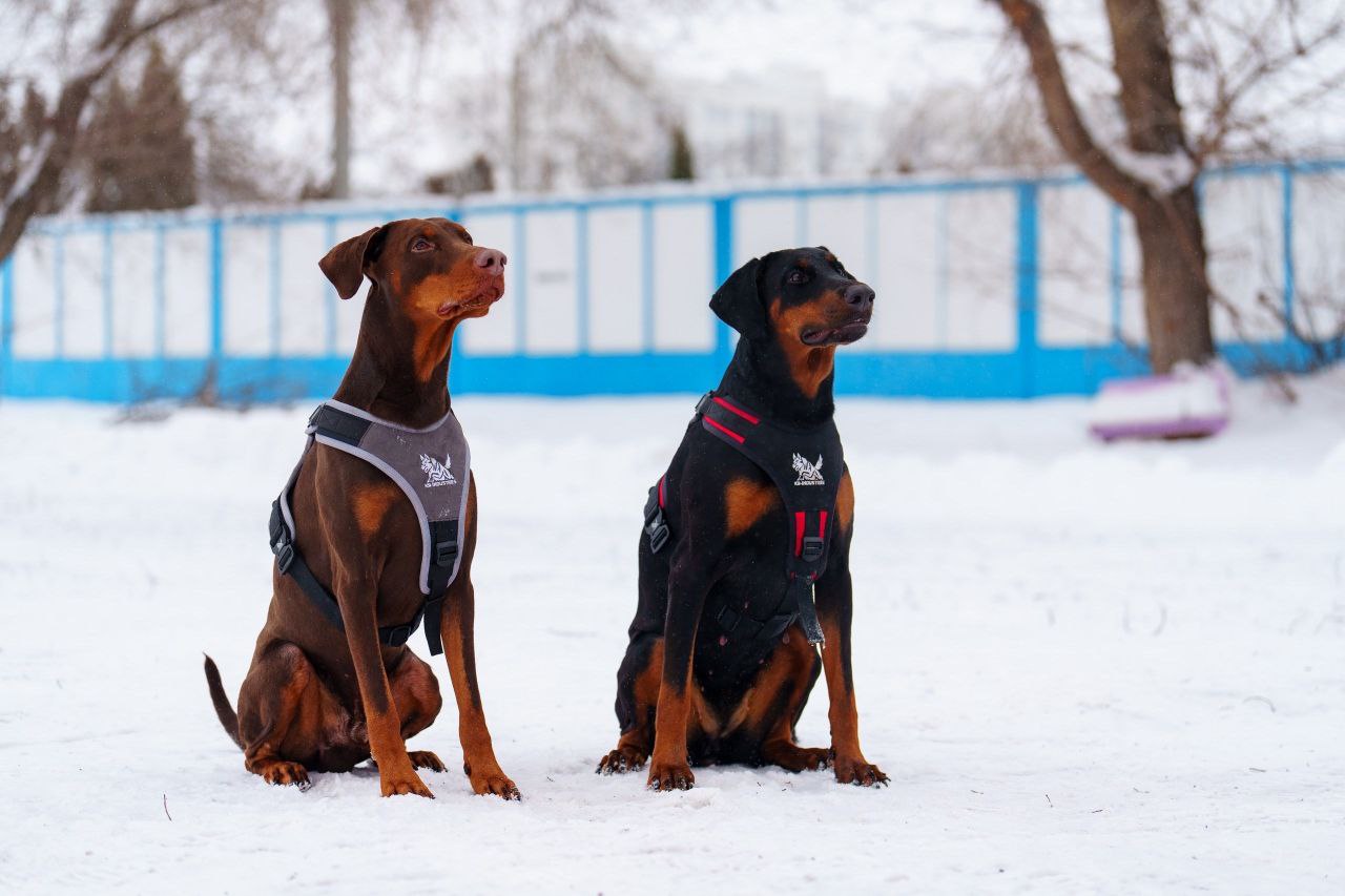 Premium Nylon Dog Harness - Working & Active Dogs