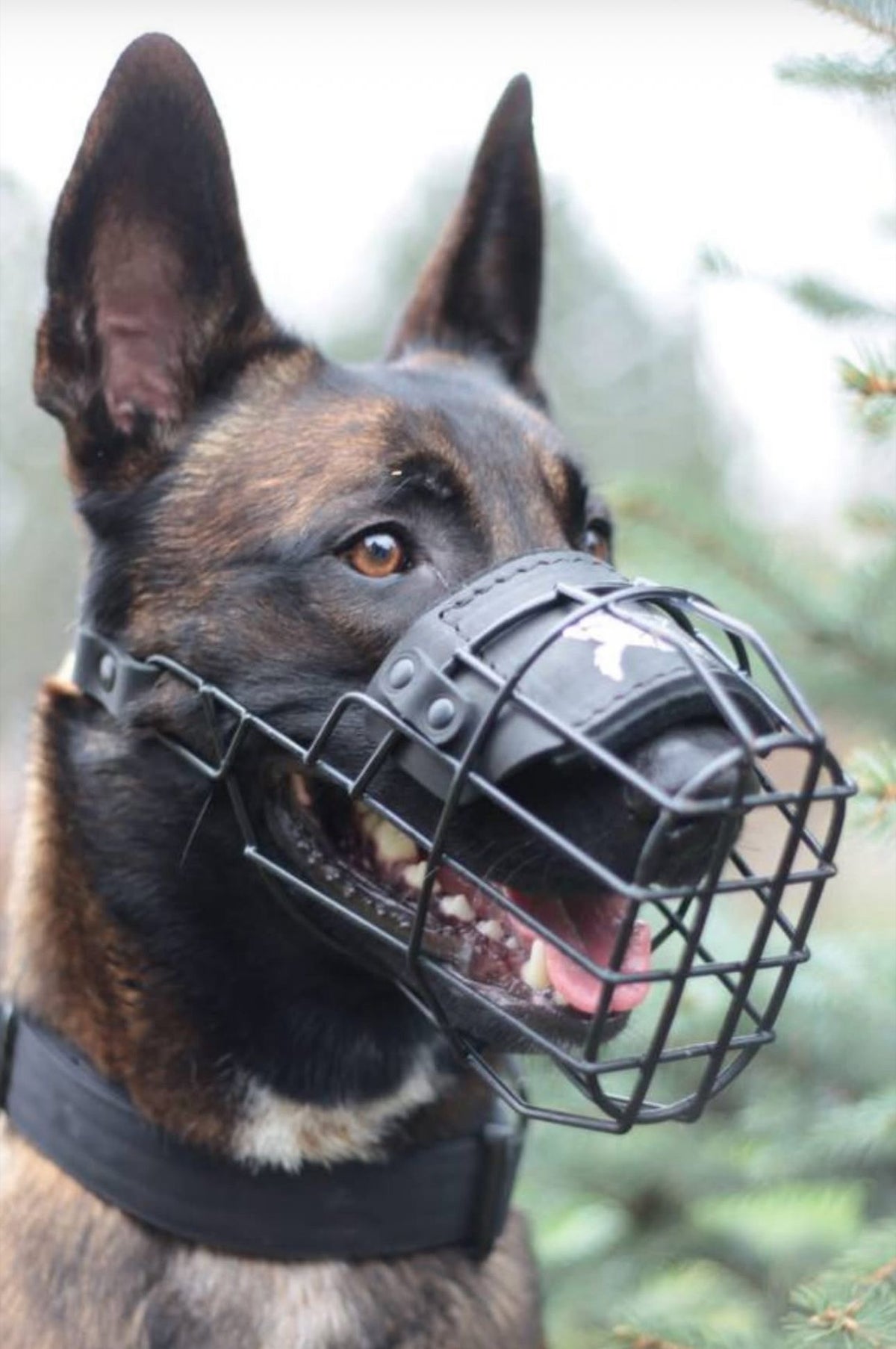 Muzzled Everyday Tactical Dog Muzzle - Ventilated, Drink-Safe – k9-industries