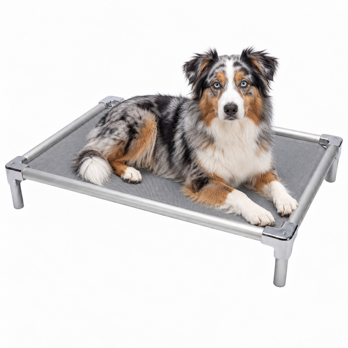 Elevated aluminum orthopedic bed for Australian Shepherds - chew-resistant with cooling airflow