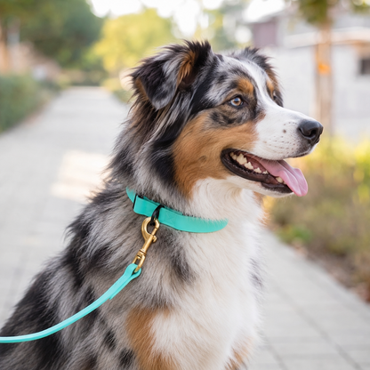 Australian Shepherd wearing a turquoise everyday PowerFlex collar and matching leash