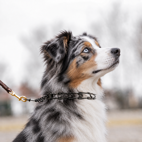 Australian Shepherd wearing a blackened stainless steel Herm Sprenger prong collar with brass leash snap