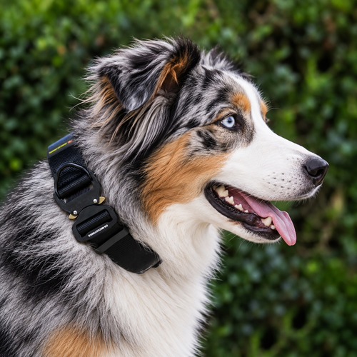 Australian Shepherd wearing a black heavy-duty tactical nylon collar