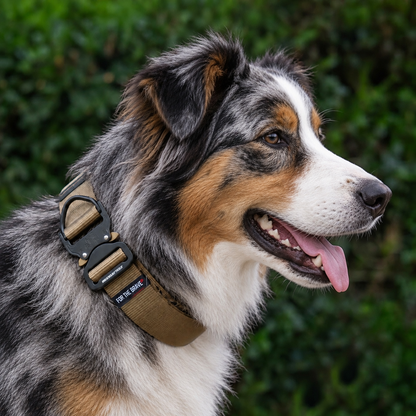 Australian Shepherd wearing a coyote tan tactical nylon collar