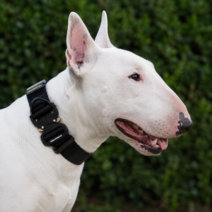 Bull Terrier wearing a black heavy-duty tactical nylon collar