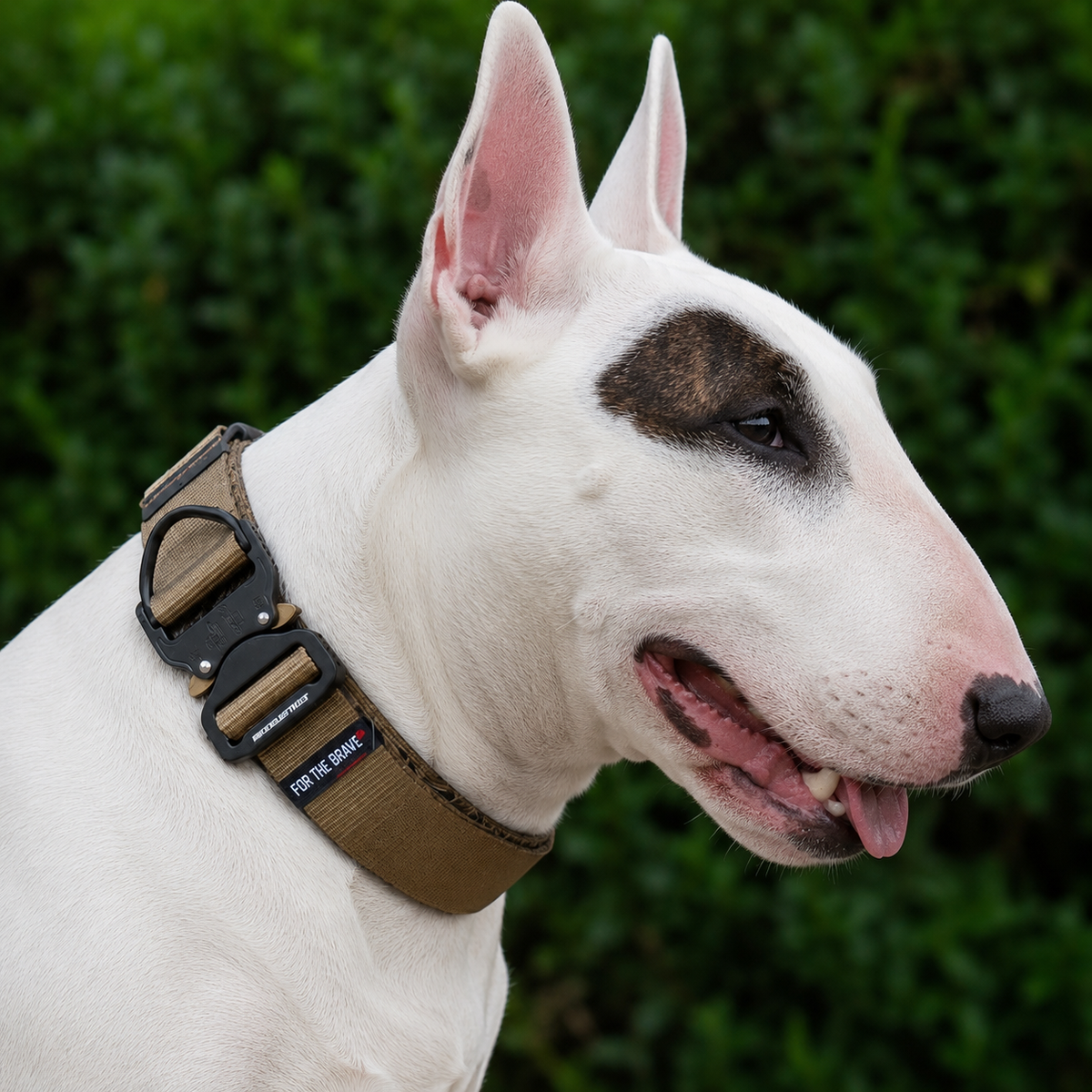 Bull Terrier wearing a coyote tan heavy-duty tactical nylon collar