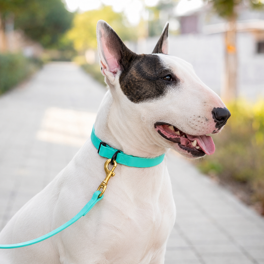 Bull Terrier wearing an everyday PowerFlex collar