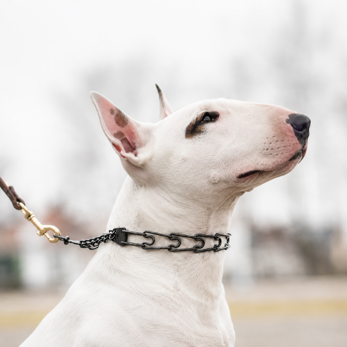 Bull Terrier wearing a blackened stainless steel Herm Sprenger prong collar