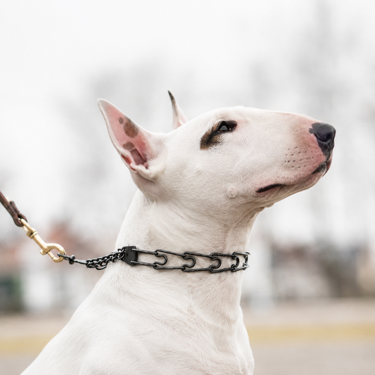 Bull Terrier wearing a blackened stainless steel Herm Sprenger prong collar