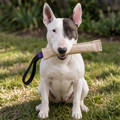 Bull Terrier puppy with a jute bite tug