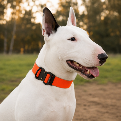 Bull Terrier wearing an orange wide PowerFlex collar with quick-release buckle