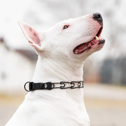 Bull Terrier wearing a Herm Sprenger black Click-Lock prong collar