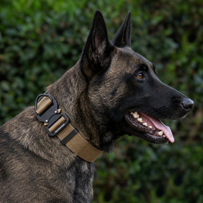 Dutch Shepherd wearing a coyote tan tactical nylon collar