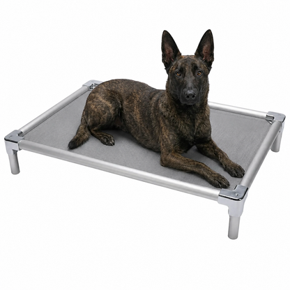 Dutch Shepherd resting on an elevated orthopedic aluminum dog bed