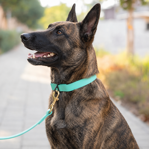 Dutch Shepherd wearing a turquoise PowerFlex collar with matching leash