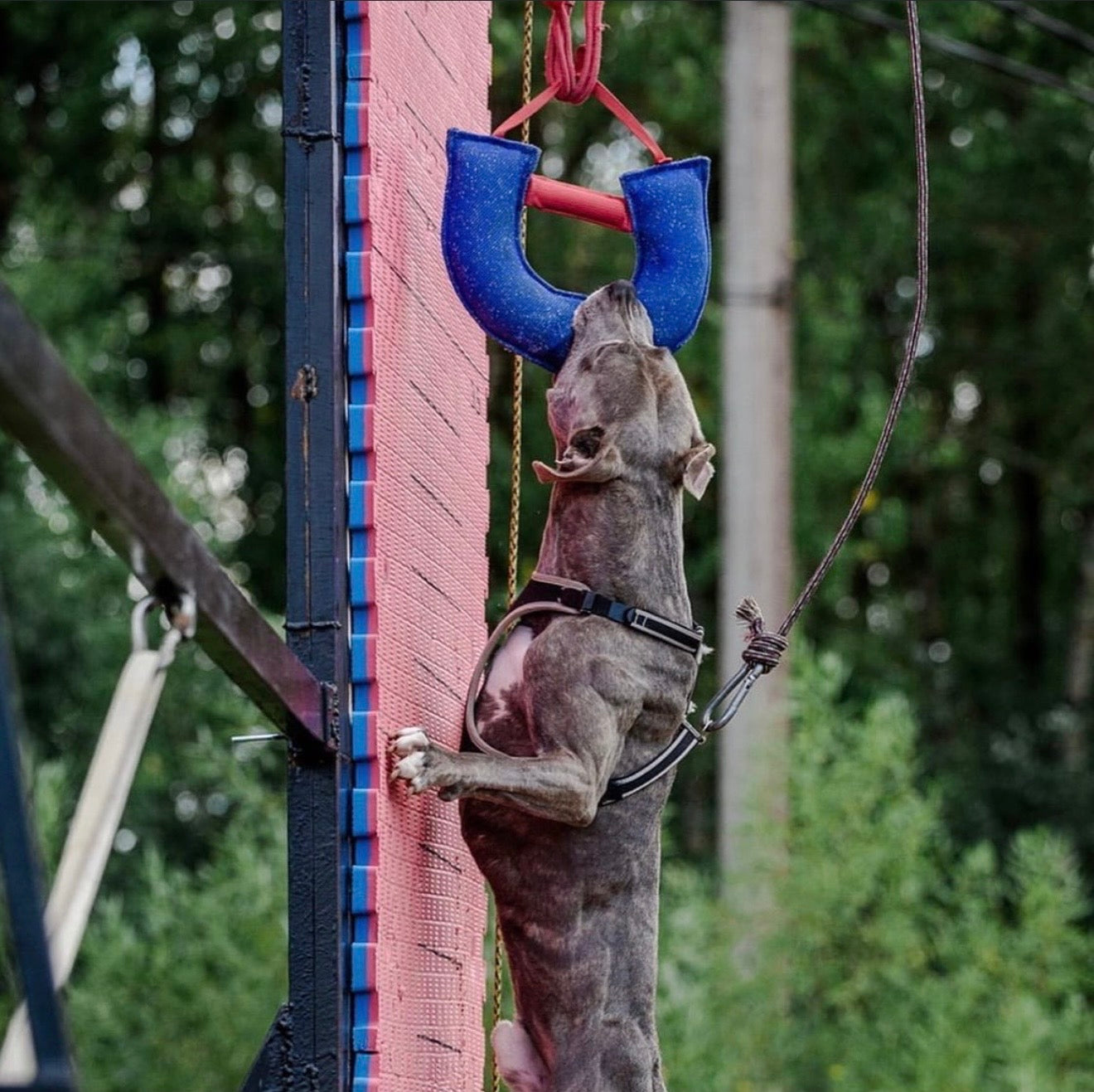 K9 Pro French Linen Bite Tug Builder