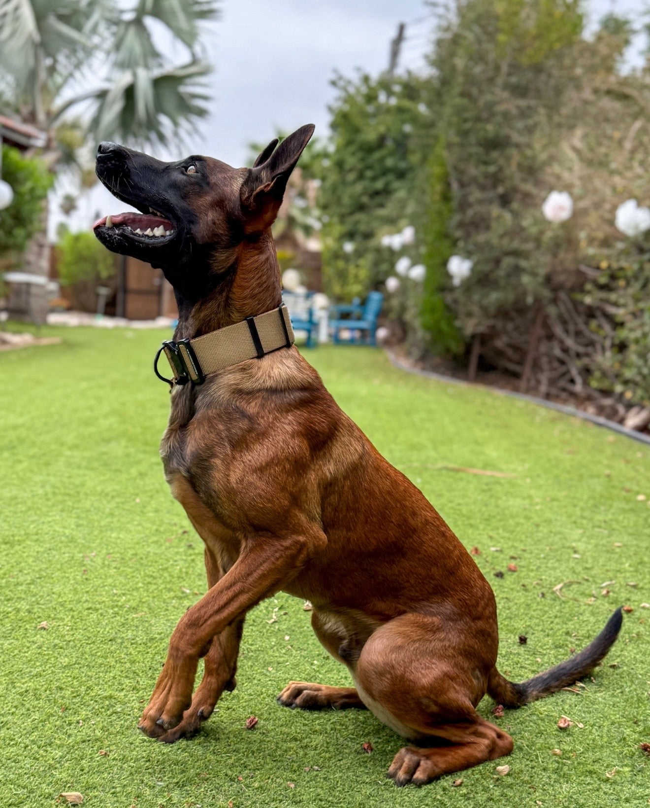 Heavy-Duty Nylon Dog Collar 50 mm (2 inches)