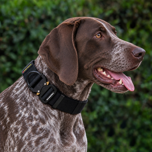 German Shorthaired Pointer wearing a black heavy-duty tactical nylon collar