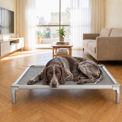 German Shorthaired Pointer resting on an orthopedic elevated aluminum dog bed at home