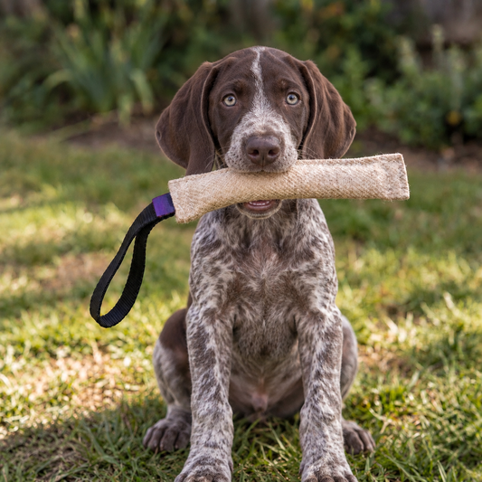 German Shorthaired Pointer puppy with a jute bite tug