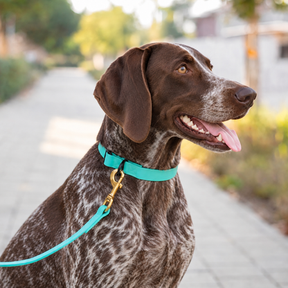 German Shorthaired Pointer wearing an everyday PowerFlex collar