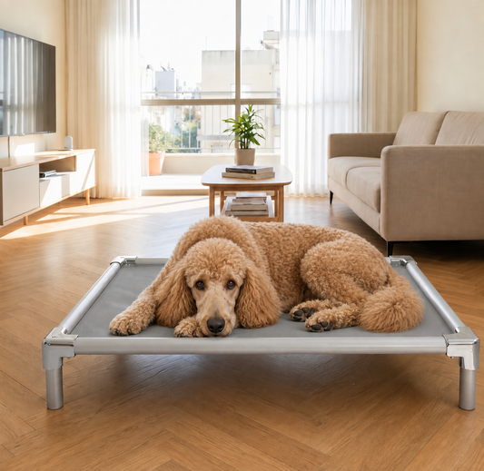 Standard Poodle resting on an orthopedic elevated aluminum dog bed at home