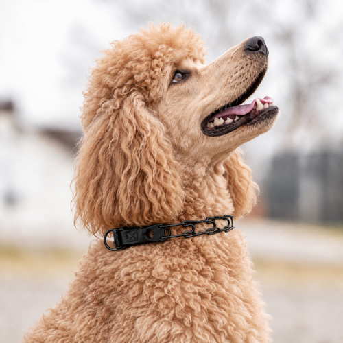 Standard Poodle wearing a Herm Sprenger black Click-Lock prong collar