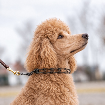 Standard Poodle wearing a blackened stainless steel Herm Sprenger prong collar