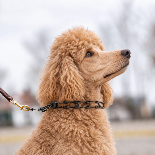 Standard Poodle wearing a blackened stainless steel Herm Sprenger prong collar