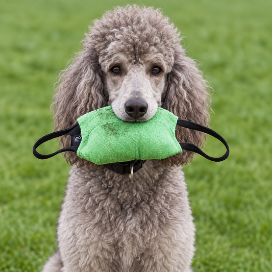 Standard Poodle with a professional bite pillow