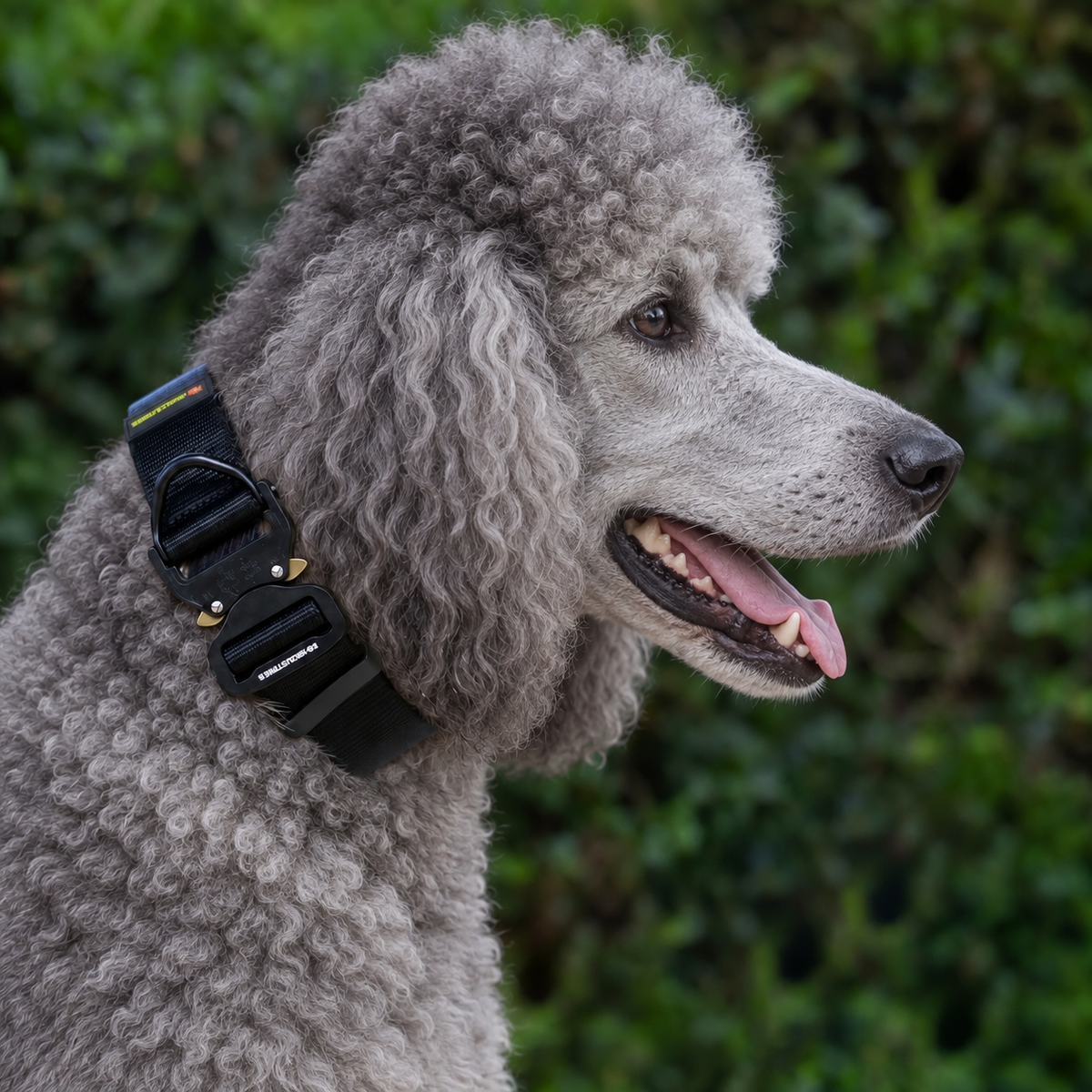 Standard Poodle wearing a black heavy-duty tactical nylon collar