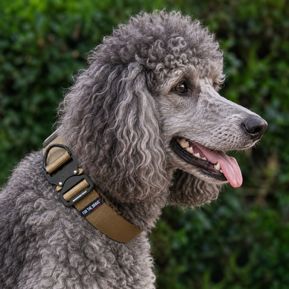 Standard Poodle wearing a coyote tan heavy-duty tactical nylon collar
