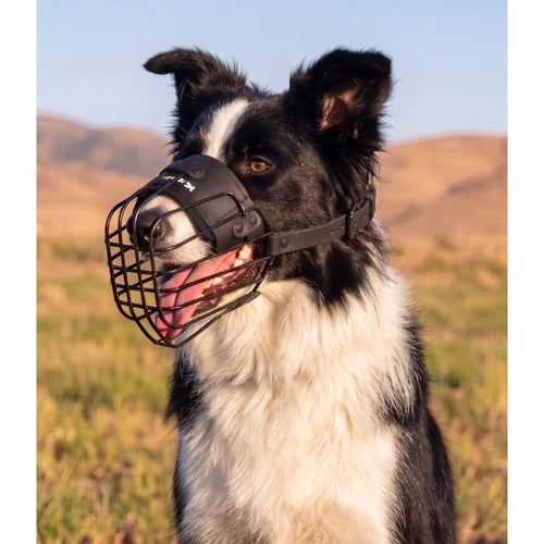 Minimalist lightweight muzzle for Border Collie
