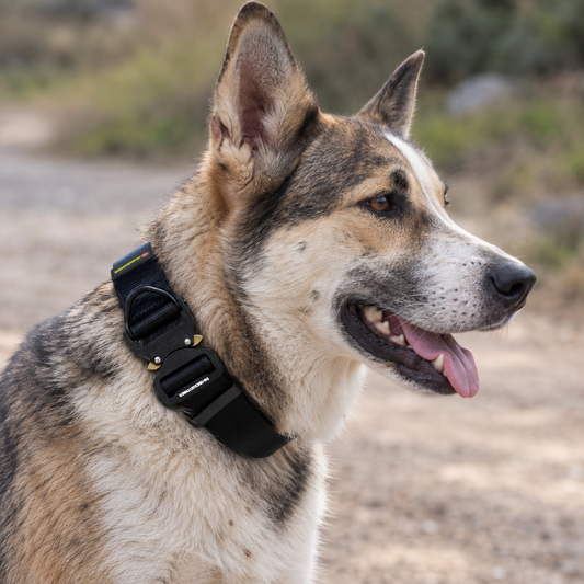 Canaan Dog wearing a black heavy-duty tactical nylon collar