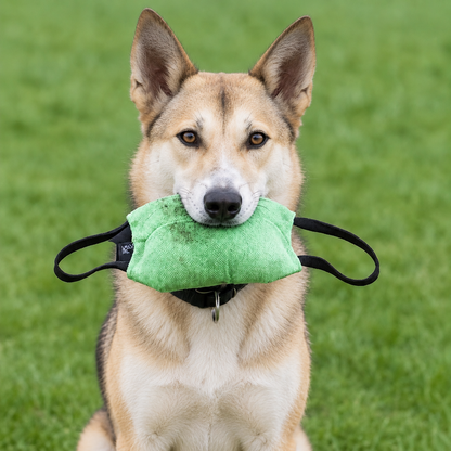 Canaan Dog with a professional bite pillow