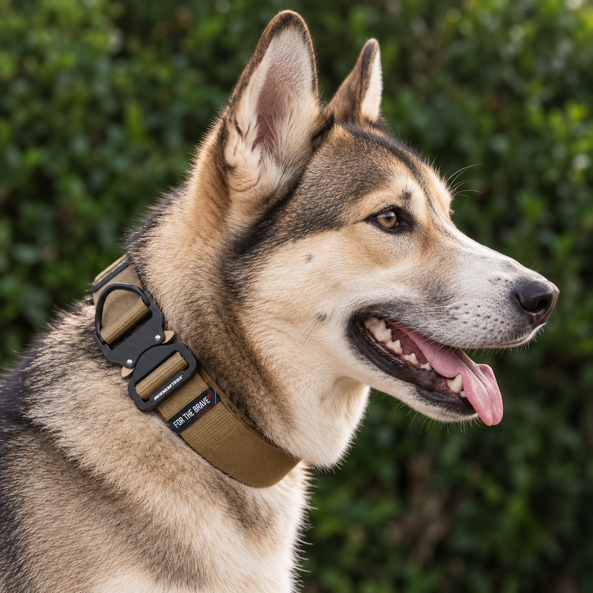 Canaan Dog wearing a coyote tan heavy-duty tactical nylon collar