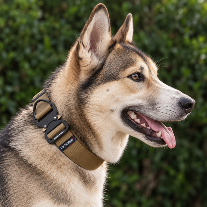 Canaan Dog wearing a coyote tan heavy-duty tactical nylon collar