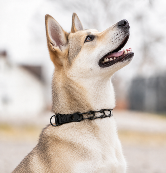 Canaan Dog wearing a Herm Sprenger black Click-Lock prong collar