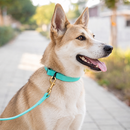Canaan Dog wearing an everyday PowerFlex collar