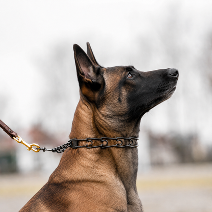 Blackened stainless steel prong collar for Belgian Malinois