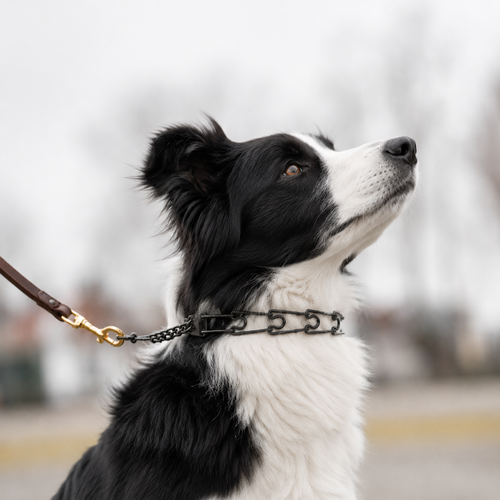 Blackened stainless steel prong collar for Border Collies