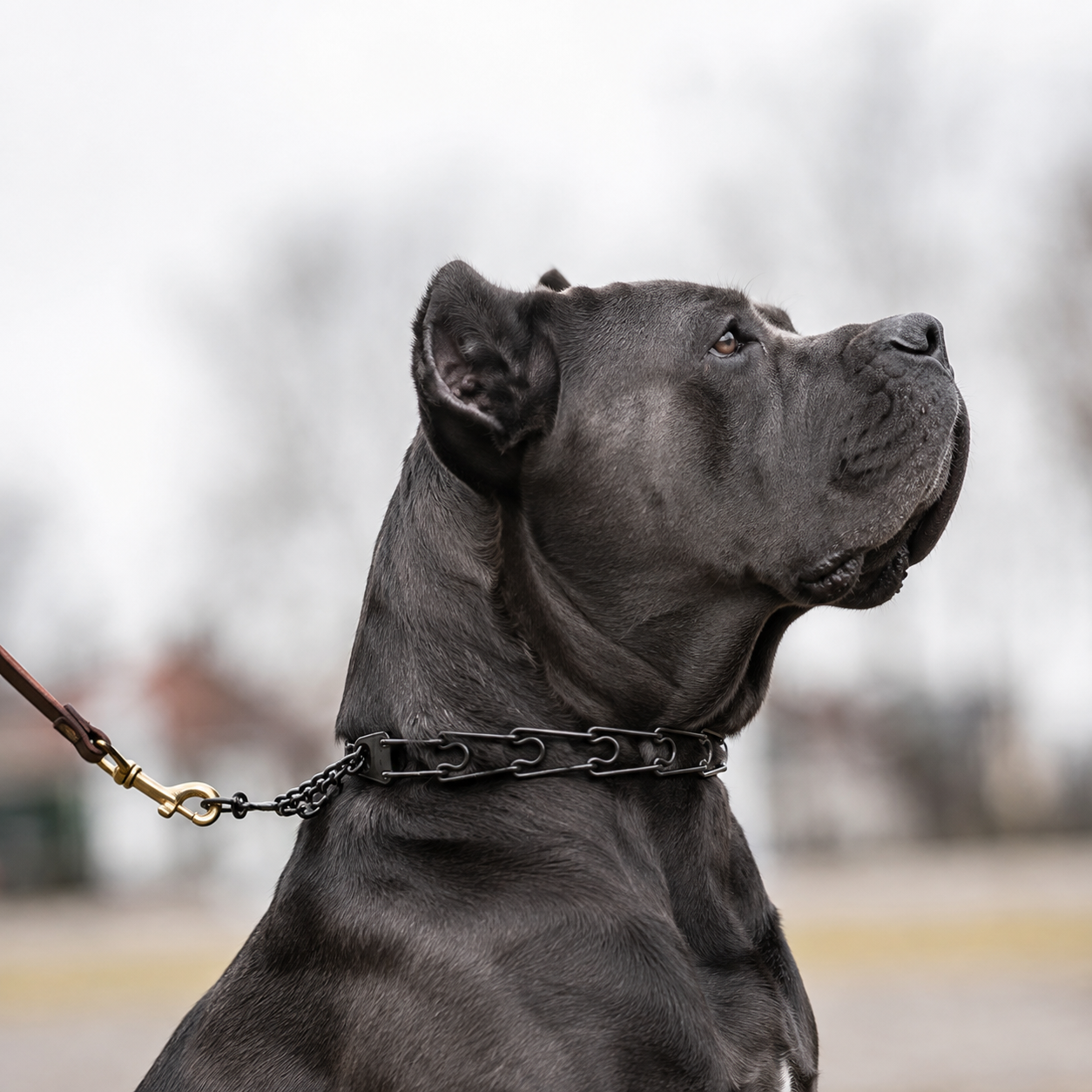 Blackened stainless steel prong collar for Cane Corso