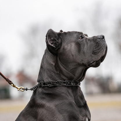 Blackened stainless steel prong collar for Cane Corso