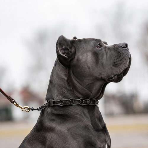 Blackened stainless steel prong collar for Cane Corso