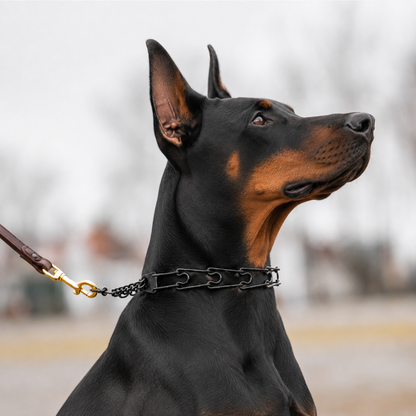 Blackened stainless steel prong collar for Dobermans