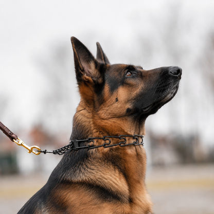Blackened stainless steel prong collar for German Shepherds