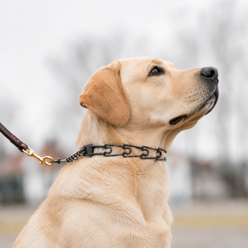 Blackened stainless steel prong collar for Labradors