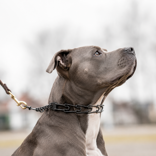 Blackened stainless steel prong collar for Pitbulls
